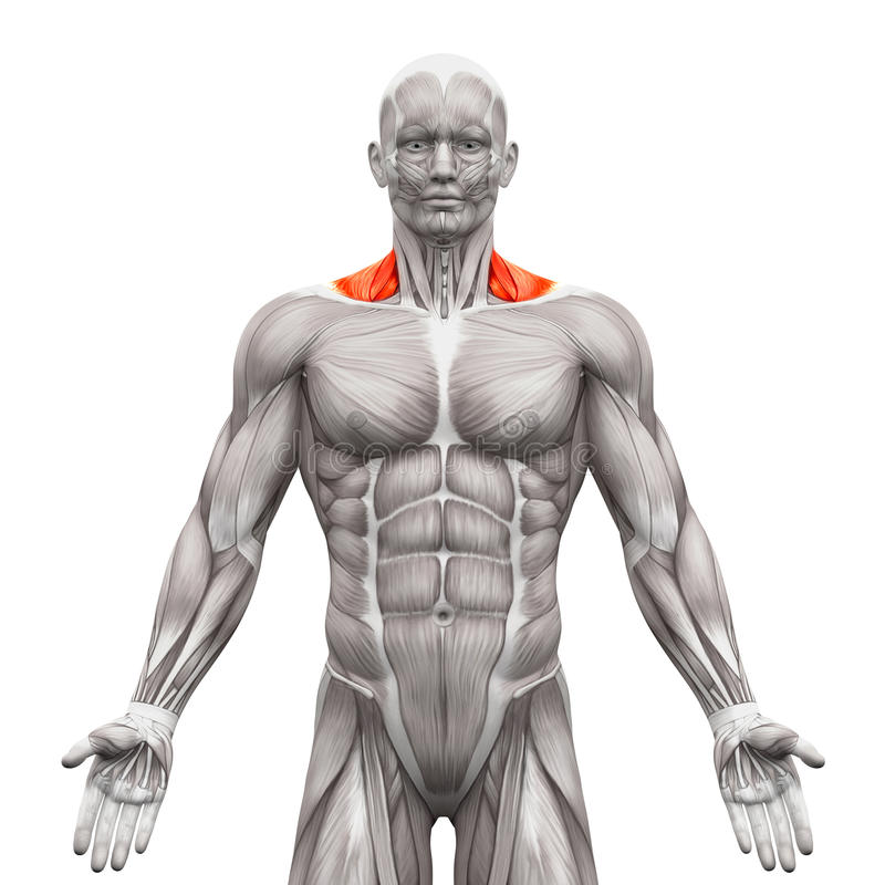 trapezius-front-neck-muscles-anatomy-muscles-isolated-white-d-illustration-71504115.jpg