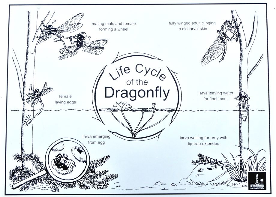 The contradictory life cycle of dragonflies